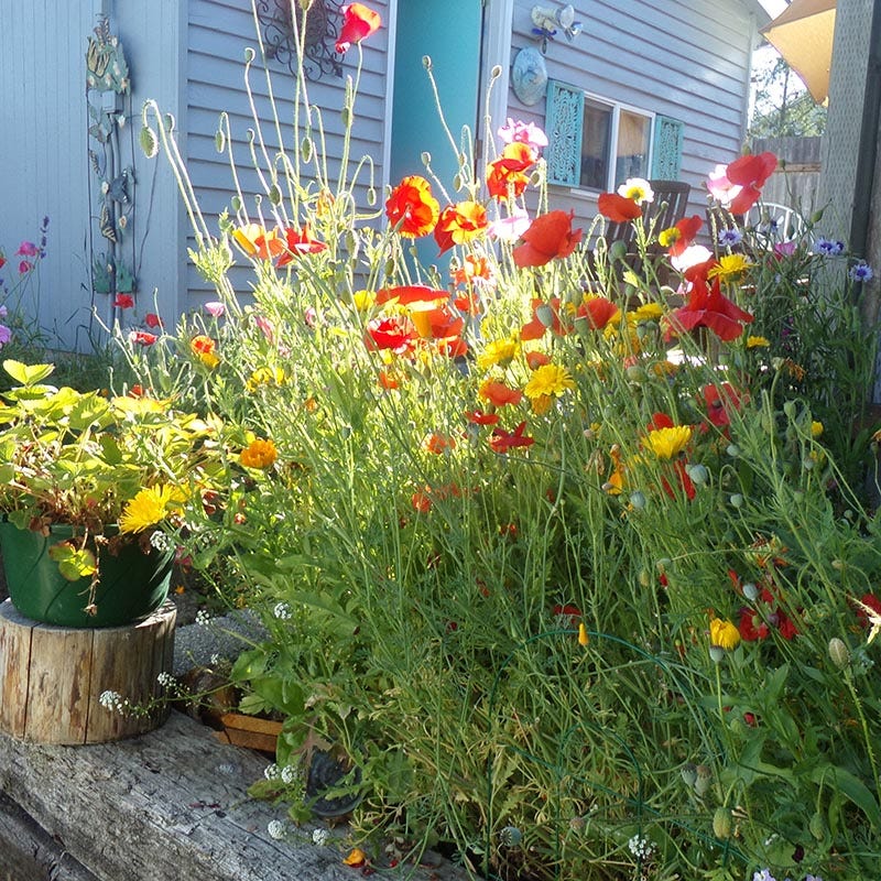 Pacific Northwest Wildflower Seed Mix