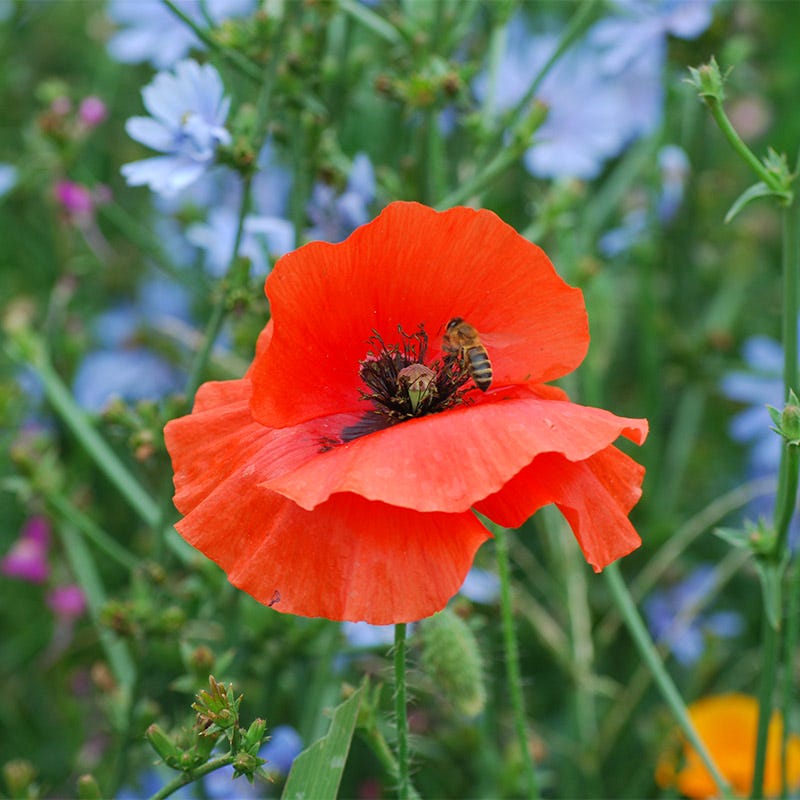 Pacific Northwest Pollinator Wildflower Seed Mix