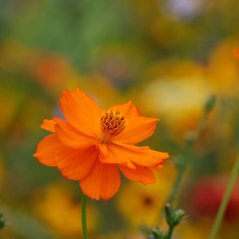 flower seeds pacific northwest Pacific Northwest Wildflower Seed Mix