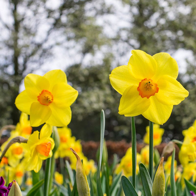 Pacific Rim Large Cupped Daffodil - Thumbnail 3