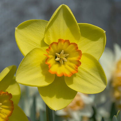 Pacific Rim Large Cupped Daffodil