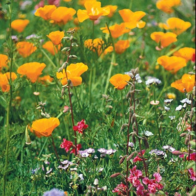 Native Pacific Northwest Wildflower Seed Mix