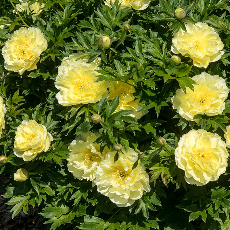 Fragrant Peony Collection