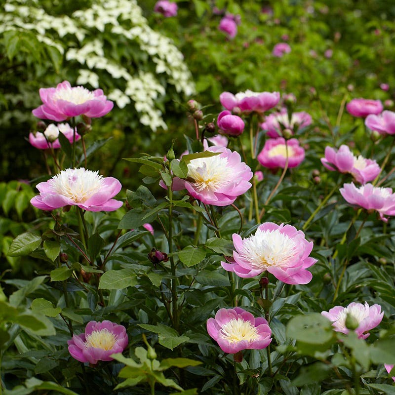 May Mornings Peony Collection