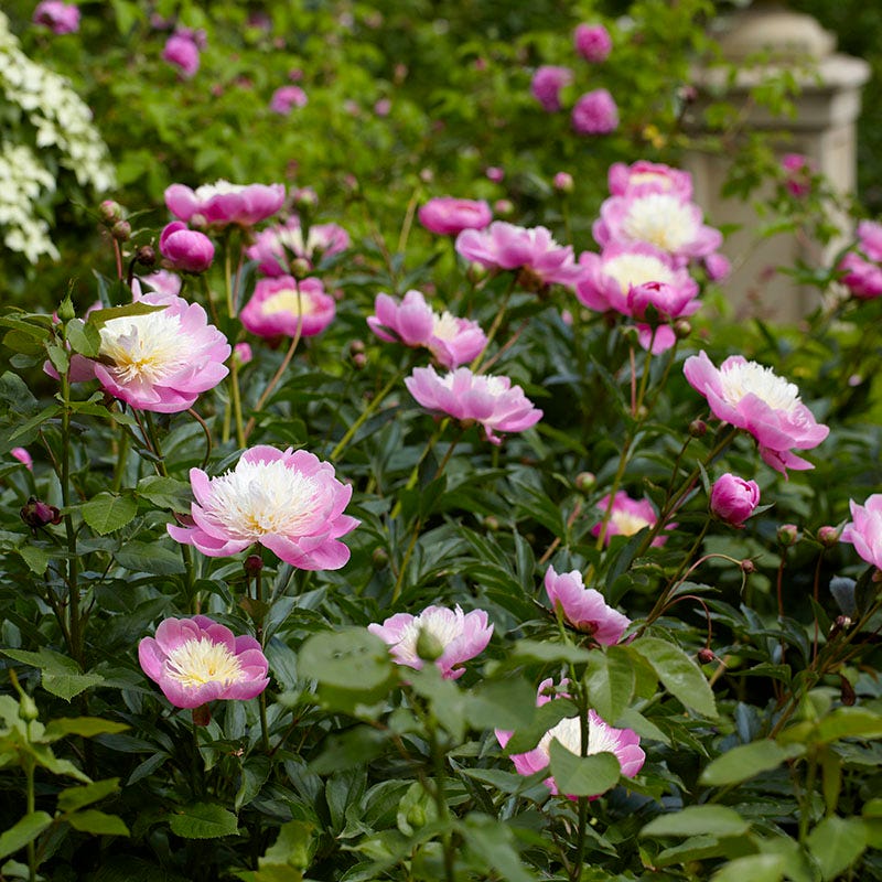 black beauty peony flower seeds Bowl of Beauty Peony | Pink