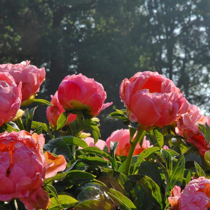Coral Charm Peony