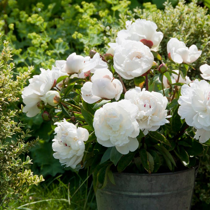 Festiva Maxima Peony
