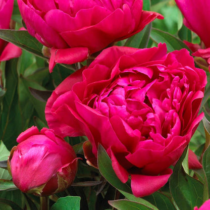 May Mornings Peony Collection