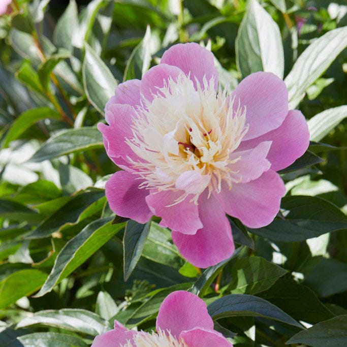 black beauty peony flower seeds Bowl of Beauty Peony | Pink