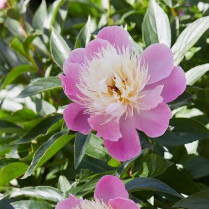 Bowl of Beauty Peony