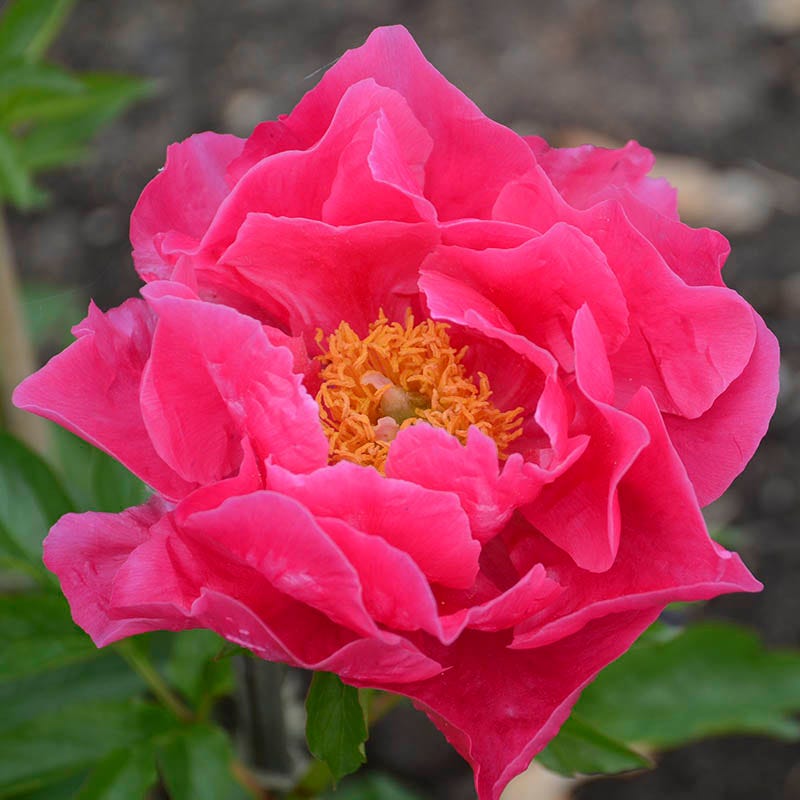 Paula Fay Peony