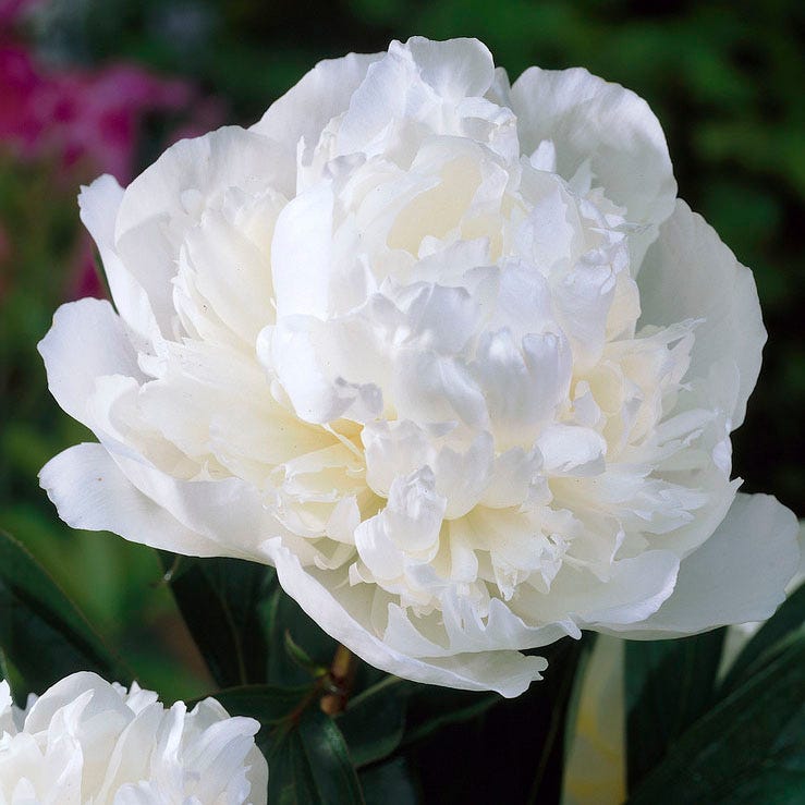 Duchesse de Nemours Peony
