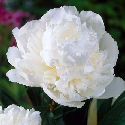 Duchesse de Nemours Peony