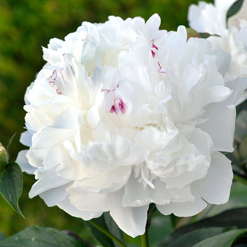 Fragrant Peony Collection