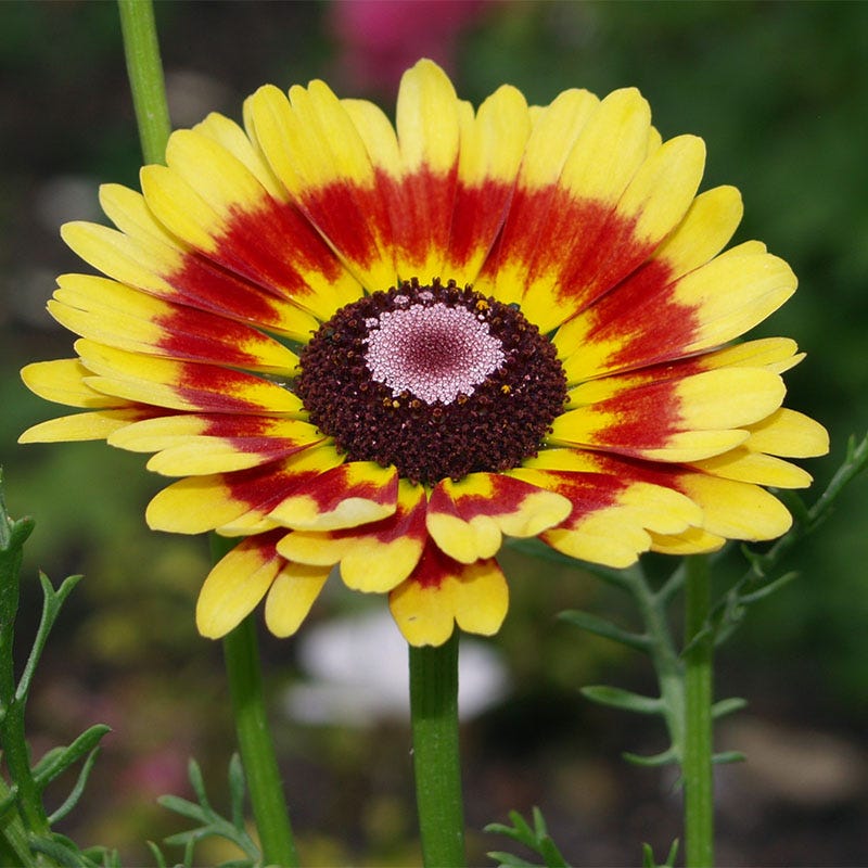 1000 + Painted Daisy Seeds (Chrysanthemum Carinatum