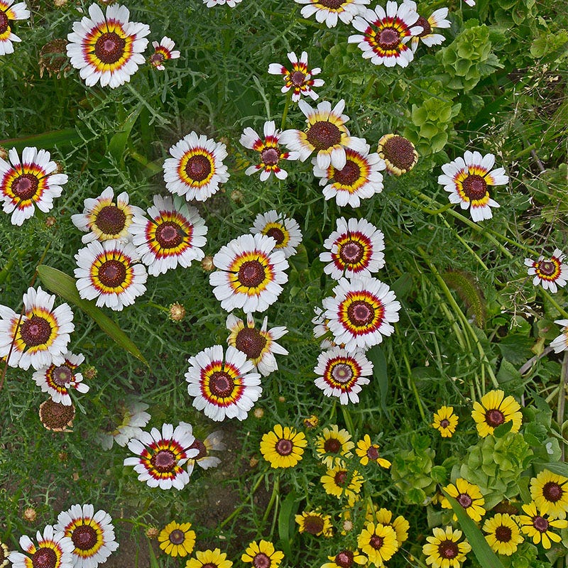 Painted Daisy Seeds, Chrysanthemum carinatum | American Meadows