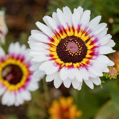 Painted Daisy Seeds