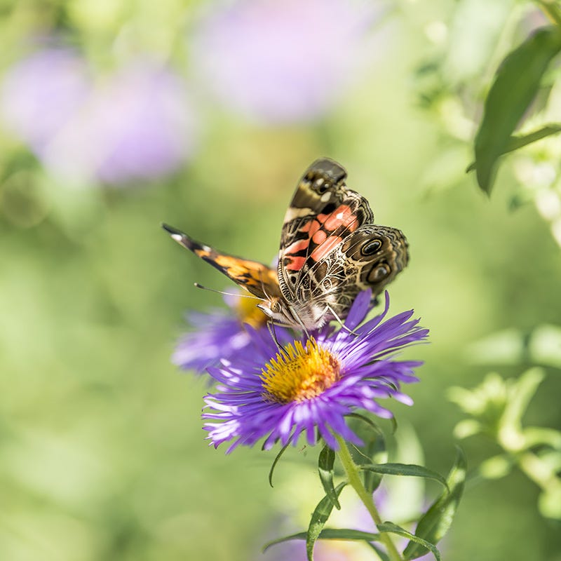 new england wild flower seeds Painted Lady Butterfly Essentials Native Seed Packet Set