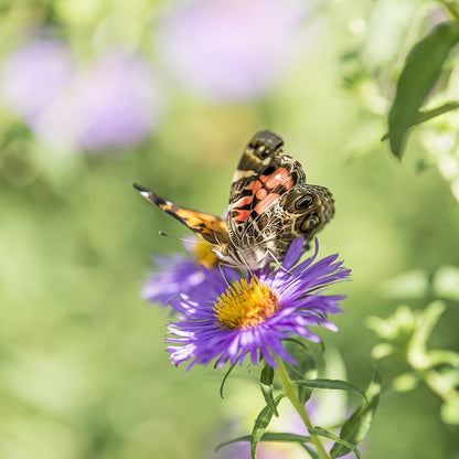 Painted Lady Seed Packet Collection