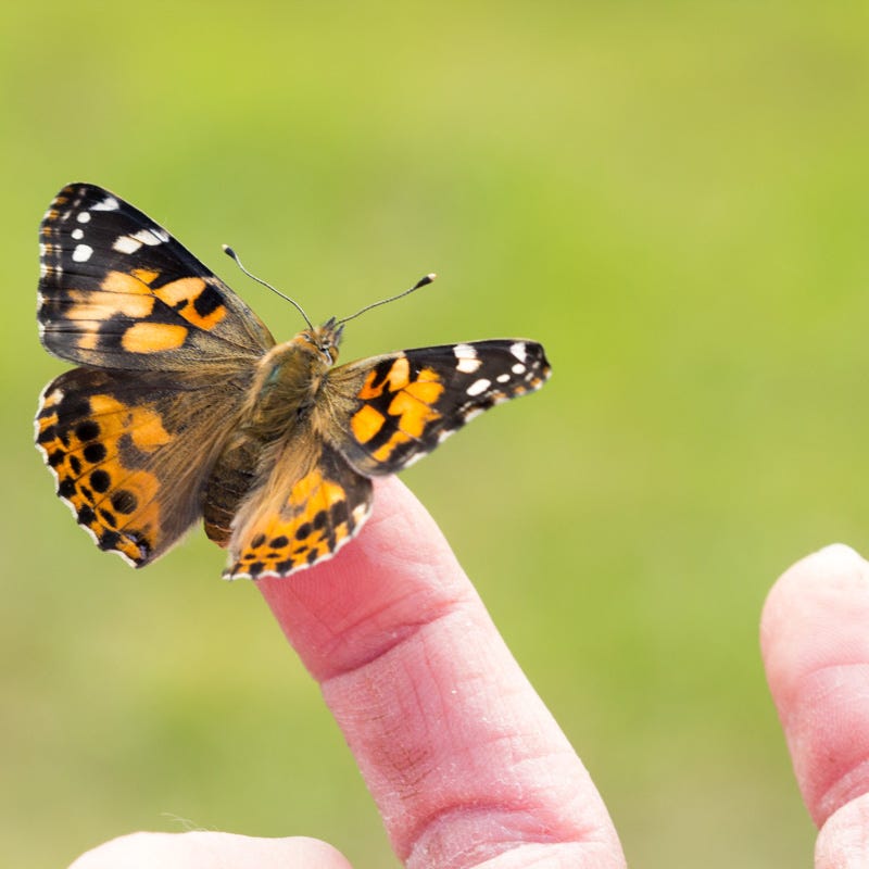 Painted Lady Seed Packet Collection