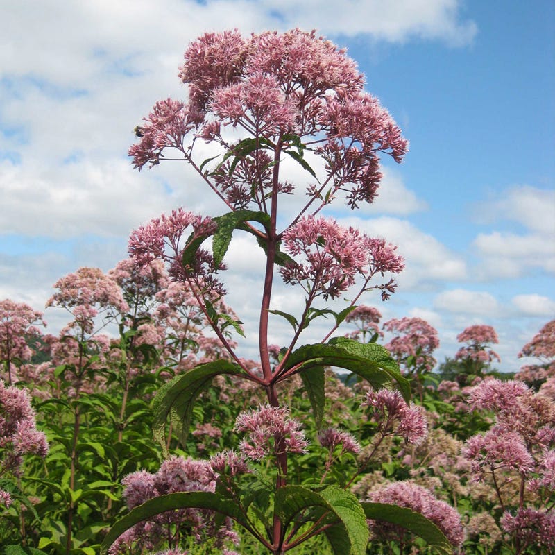 Painted Lady Seed Packet Collection