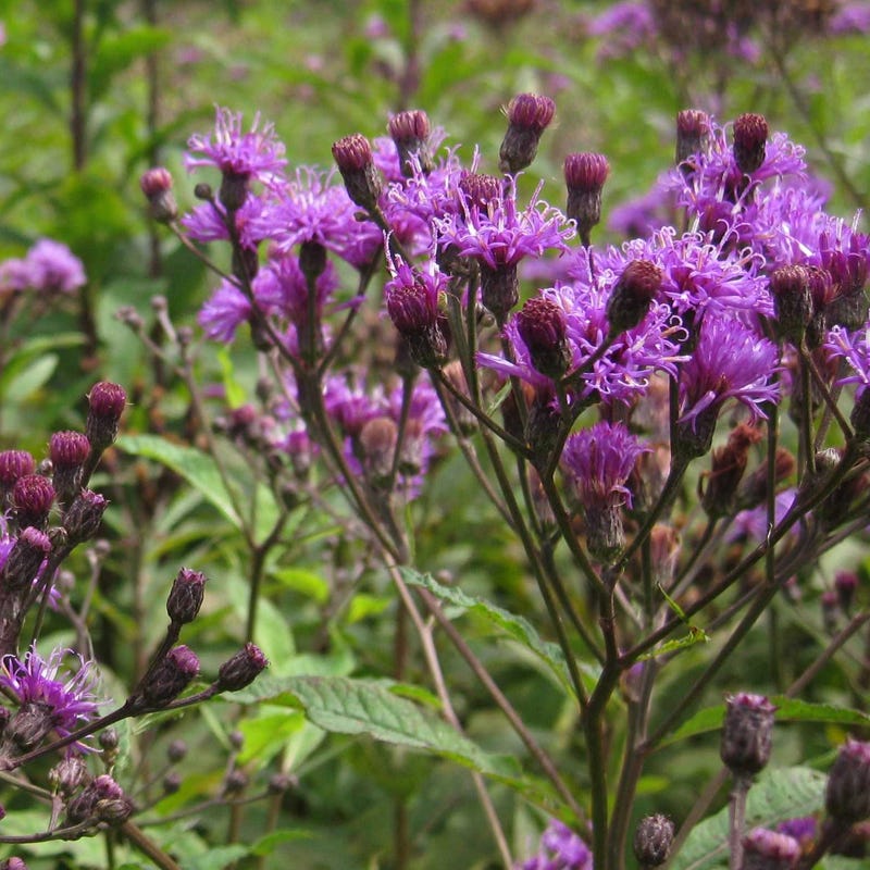 Painted Lady Seed Packet Collection