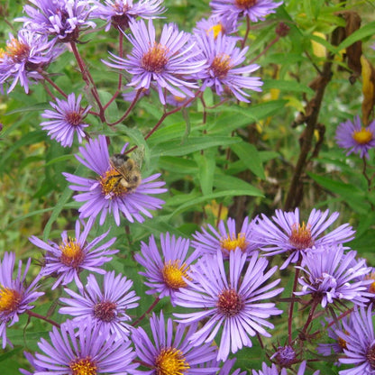 Painted Lady Seed Packet Collection