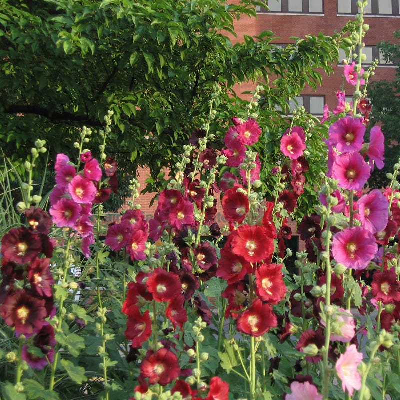 Painted Lady Seed Packet Collection