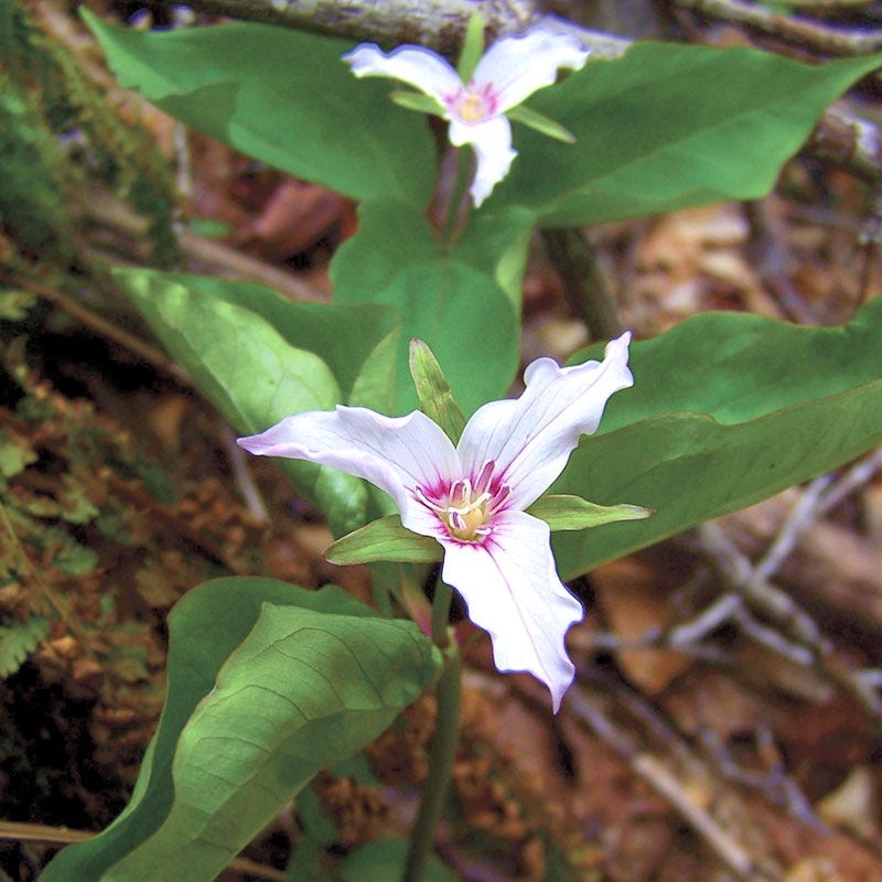 Treasured Trillium Collection - Thumbnail 5