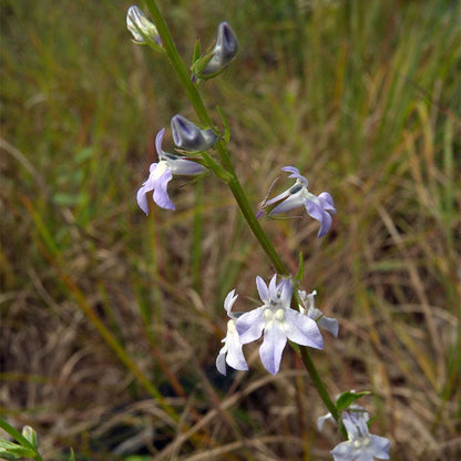 Pale Spiked Lobelia Seeds