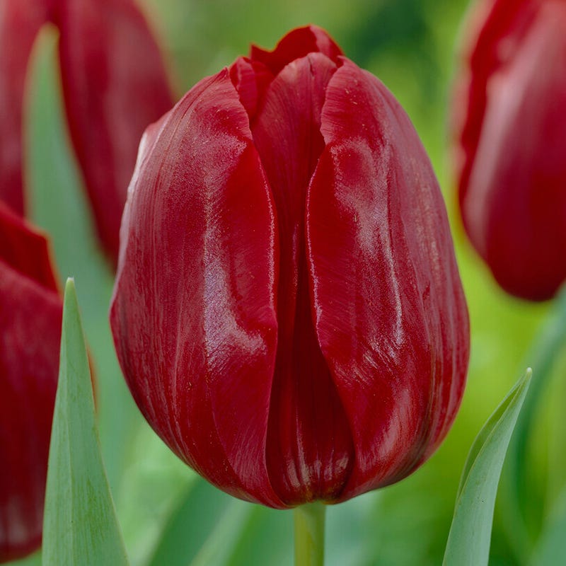 Pallada Triumph Tulip