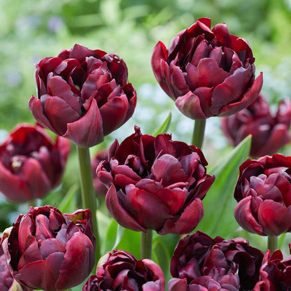 Palmyra Double Early Tulip