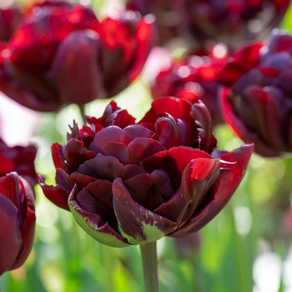 Dark & Stormy Flower Bulb Collection