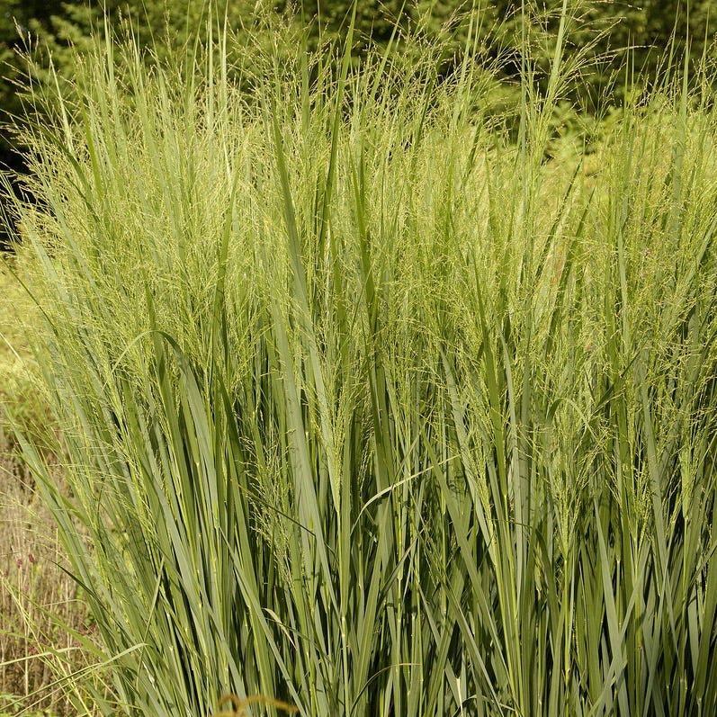 Bird Watcher Plant Collection