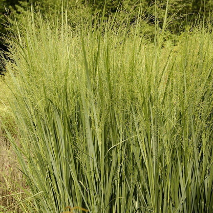 Bird Watcher Plant Collection