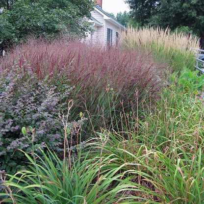 Shenandoah Red Switchgrass