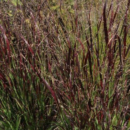 Fireflies Forever Native Plant Collection