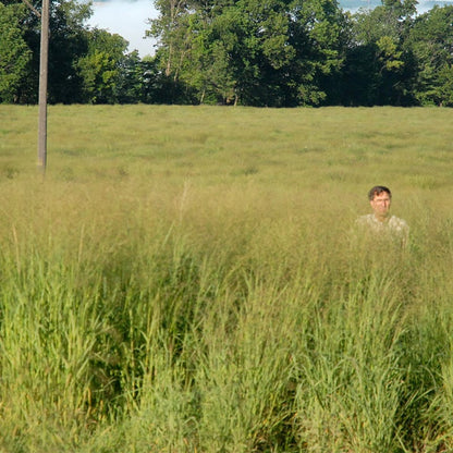 Switchgrass Shelter Seeds