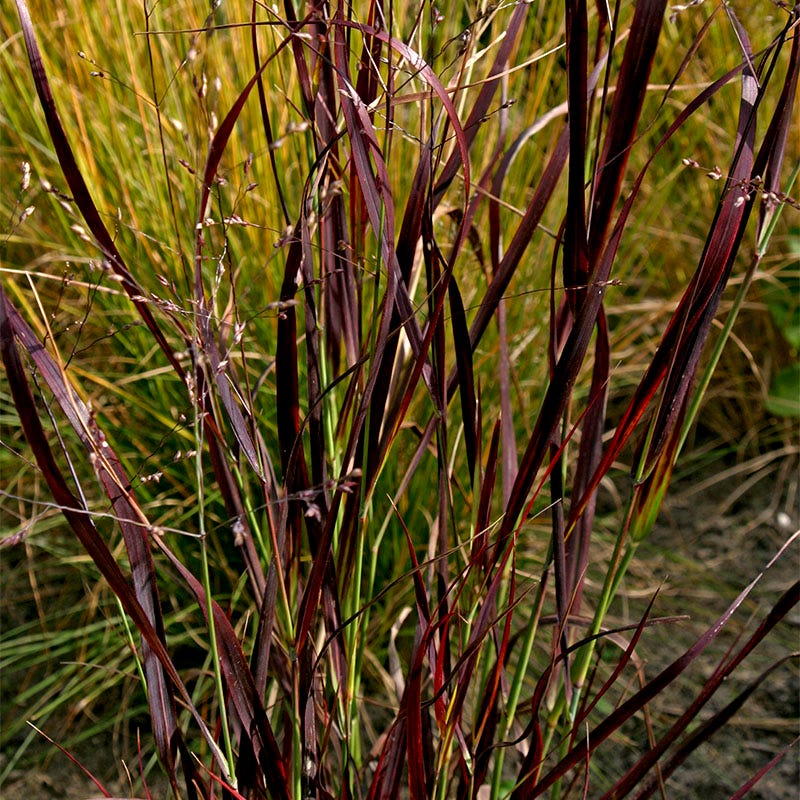 Shenandoah Red Switchgrass
