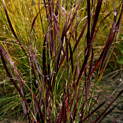 Shenandoah Red Switchgrass