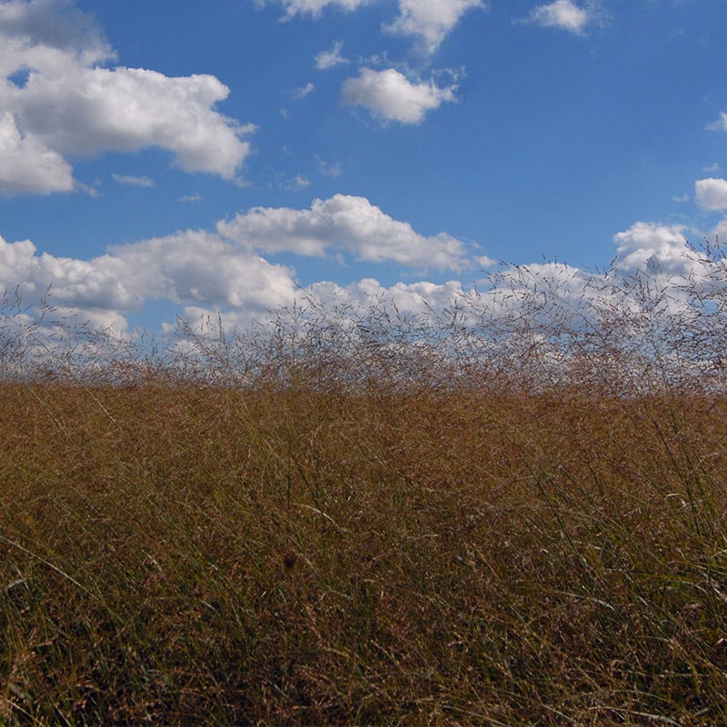 Switchgrass Shelter Seeds