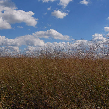 Switchgrass Shelter Seeds