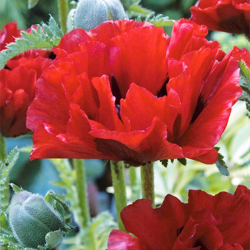 Crimson Red Oriental Poppy