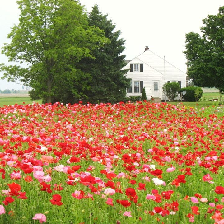 Red Poppy Seed Mix