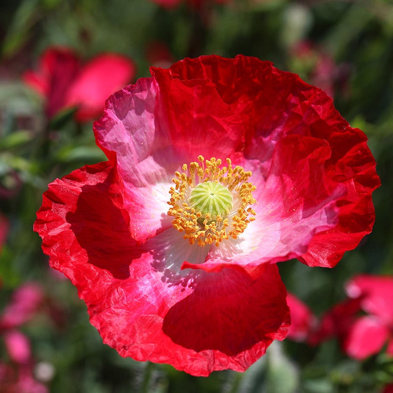 lily white and poppy red Red Poppy Seed Mix