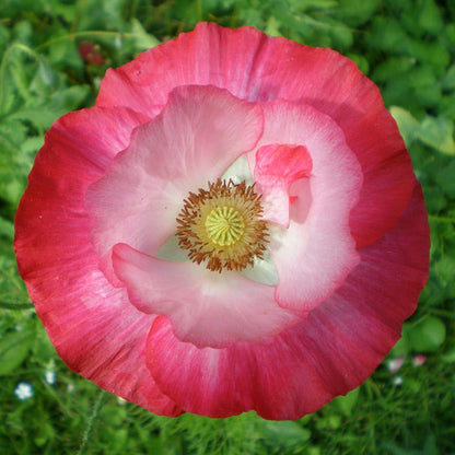 Red Poppy Seed Mix