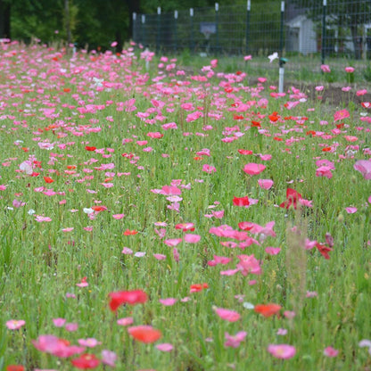 Red Poppy Seed Mix