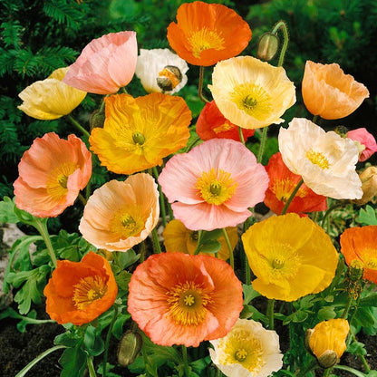 Iceland Poppy Seeds
