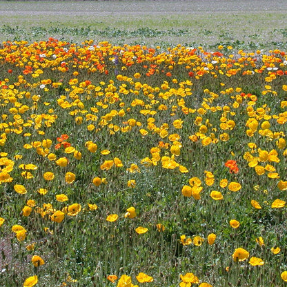 Iceland Poppy Seeds