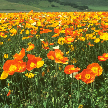 Iceland Poppy Seeds